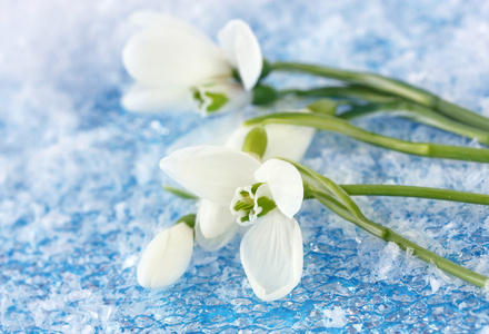 雪花莲，雪背景上花束