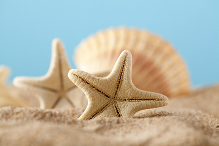 海星和夏季海滩上的贝壳照片
