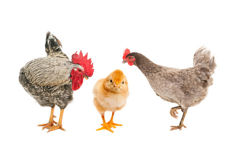 孤立的小鸡图片