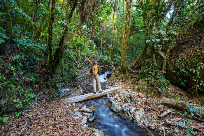 在绿色热带丛林徒步旅行, 哥斯达黎加, 中美洲