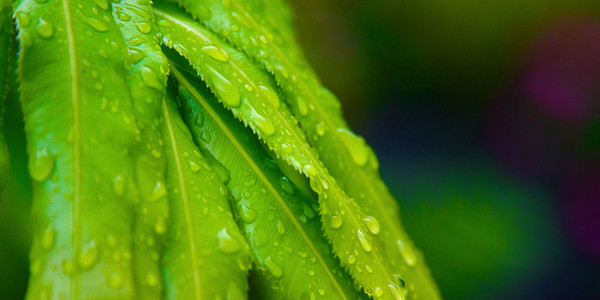 热带绿色的树叶后雨量与雨打湿了滴眼液