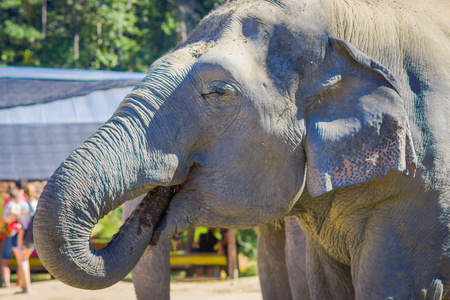 在清迈的大象丛林保护区里, 用他的树干在口中闭上大象的头。
