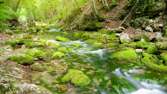 河在山地森林深处