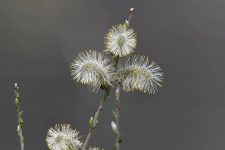 春天树上的花蕾