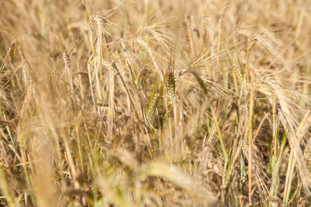 领域的成熟的小麦