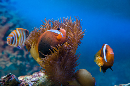 深海水族馆蓝色雪小丑图片