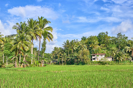 菲律宾薄荷岛稻田美景景观