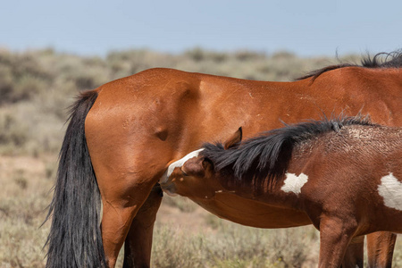 科罗拉多沙漠中的野马马和马驹
