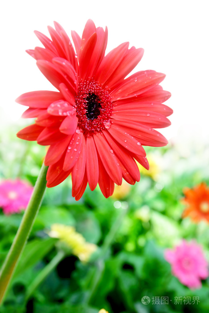 红色非洲菊花卉