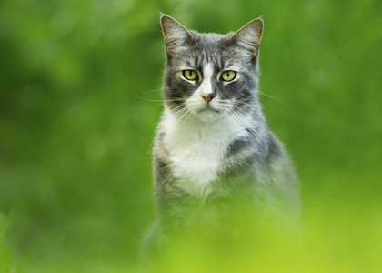 在绿色背景下的猫