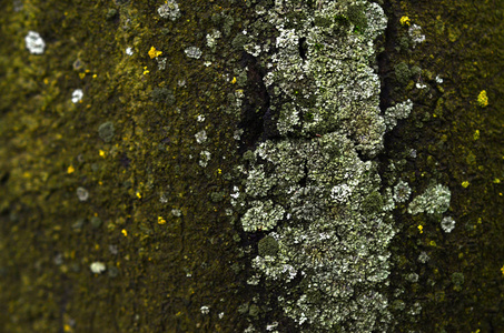 潮湿冬期古树树皮上绿真菌形成的结构