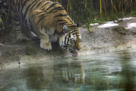 池塘里的猫科动物老虎在池塘里喝水照片
