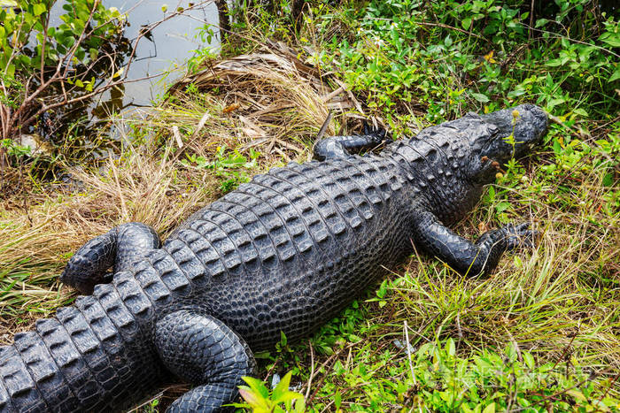 鳄鱼在佛罗里达在自然栖所