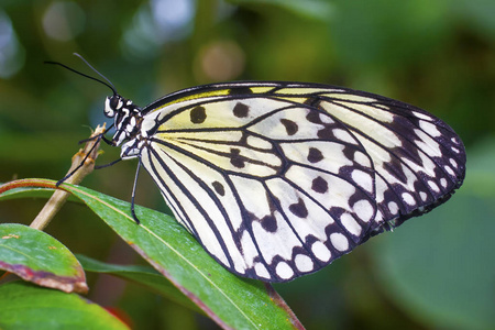 想法 leuconoe 蝴蝶视图