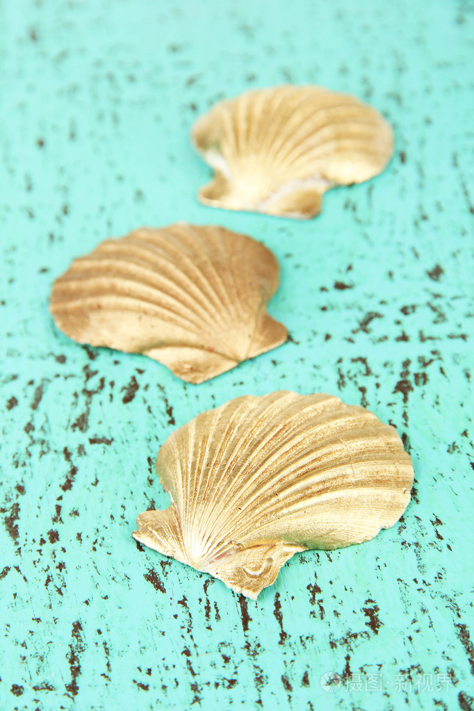 多彩贝壳的颜色背景上