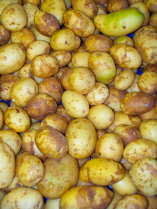 生赤褐色土豆堆叠在一起图片