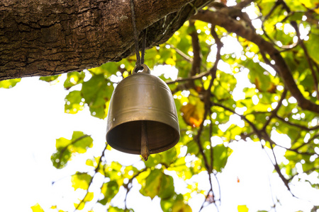树上的小铃铛照片