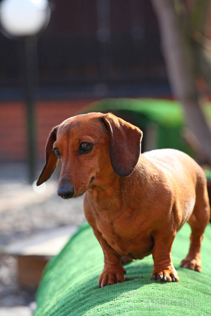 腊肠狗花斑颜色
