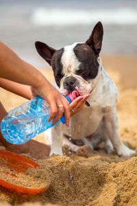 渴了法国斗牛犬喝水