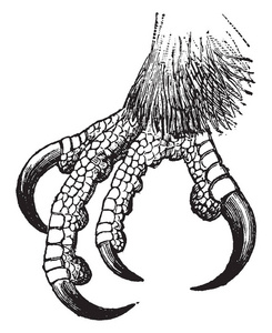尤金代表垃圾桶此图片代表金鹰爪, 复古线条画或雕刻插图照片