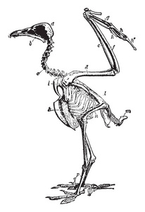 秃鹰骨架显示鸟的骨头, 这是后轨道过程, 复古线条画或雕刻插图