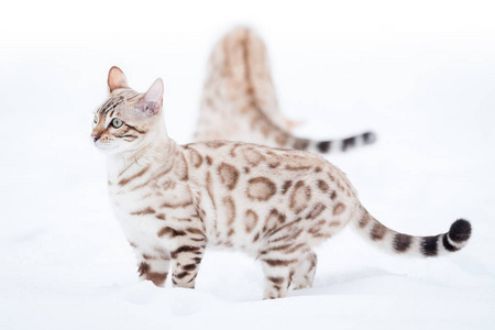 白色孟加拉豹猫雪豹图片
