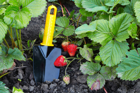草莓和园艺杂物