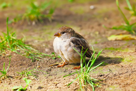 可爱的小麻雀图片 可爱的小麻雀素材 可爱的小麻雀插画 摄图新视界 可爱的小麻雀图片 可爱的小麻雀素材 可爱的小麻雀插画 摄图新视界
