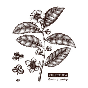 中国茶叶白色背景手绘素描照片
