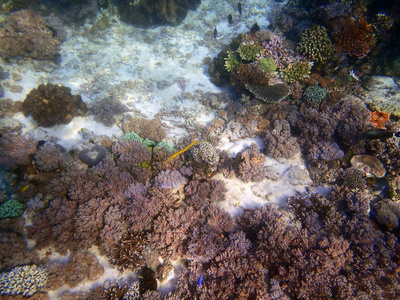 北苏拉威西珊瑚礁