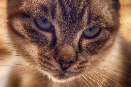 小猫眼特写照片