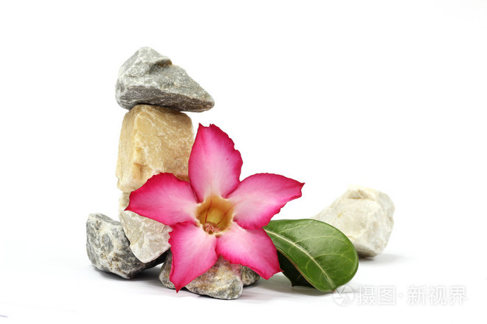 白色的背景.石头和粉红色的花