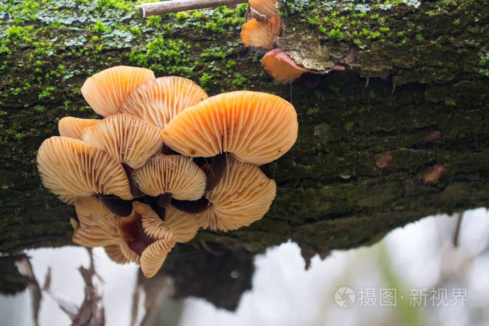 绿苔树上一组明亮的橙色蘑菇