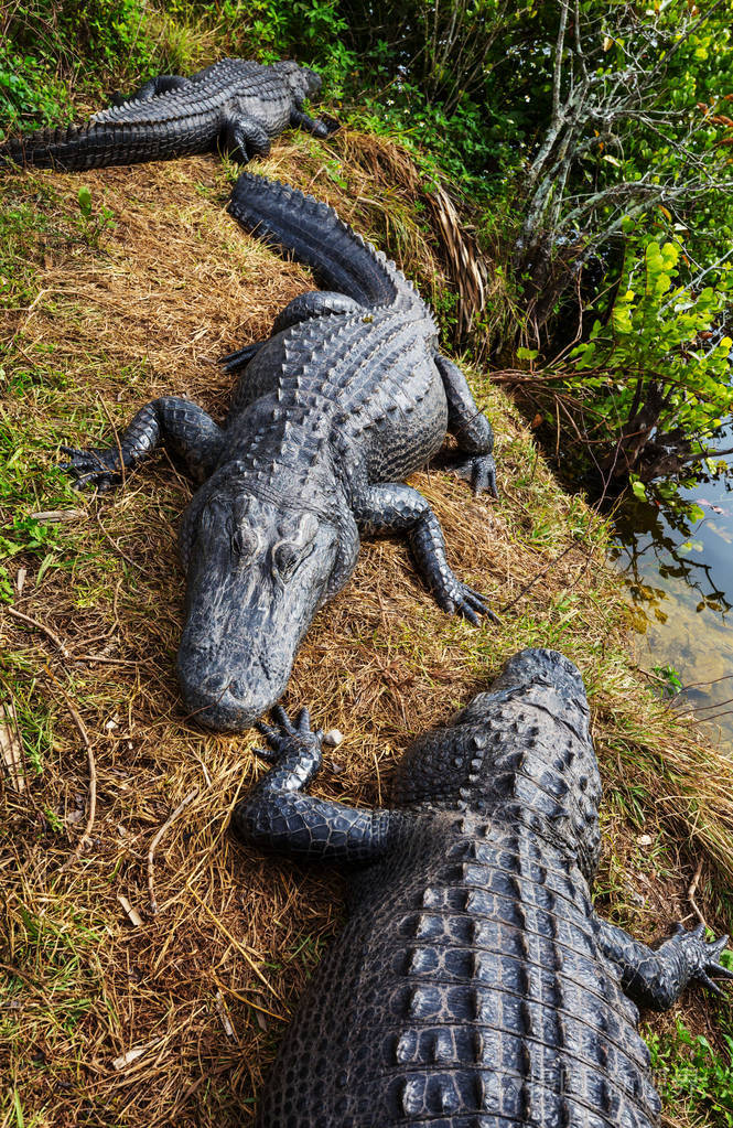佛罗里达的鳄鱼在自然栖息地