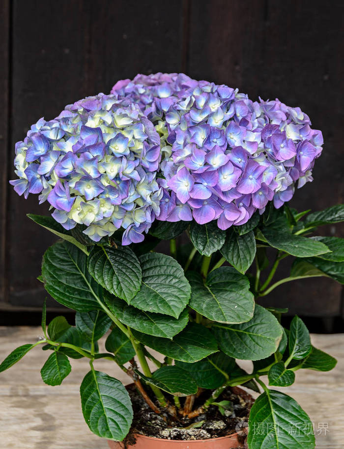 紫罗兰紫红色绣球花在花瓶里霍顿花瓣