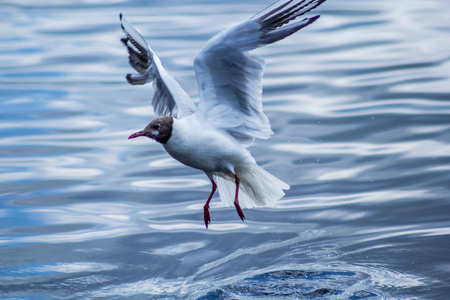 年轻的 seagulll 开始飞越水面