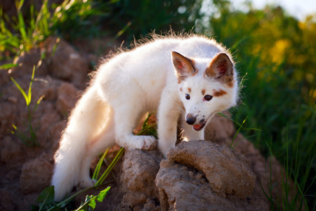 白狐狸白红狐狸照片
