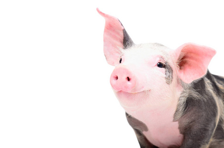 妇女持有血糖仪和条查出的白色, 糖尿病概念的裁剪图像商人在西装显示