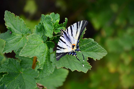 稀有的凤蝶 Iphiclides podalirius 罕见的欧洲蝴蝶坐在盛开的树莓灌木上