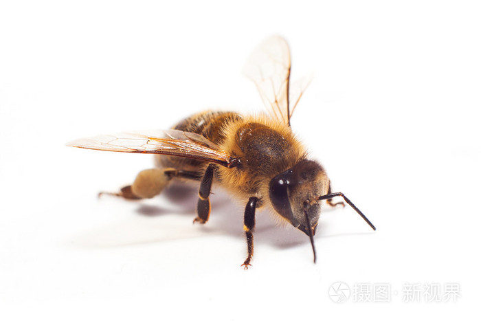 在白色的蜜蜂