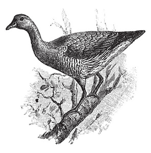 澳大利亚树鸭与嘴比它的头和弯曲向下, 复古线图画或雕刻例证