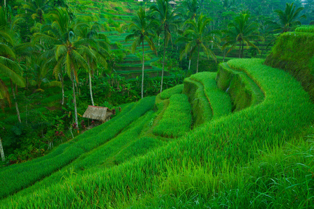 露台水稻字段，巴厘岛印度尼西亚
