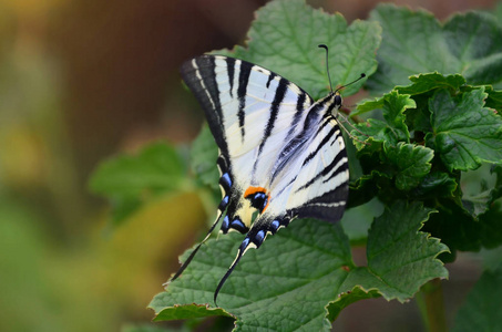 稀有的凤蝶 Iphiclides podalirius 罕见的欧洲蝴蝶坐在盛开的树莓灌木上