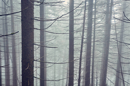 自然全景绿色森林山雾云旅游旅游环境
