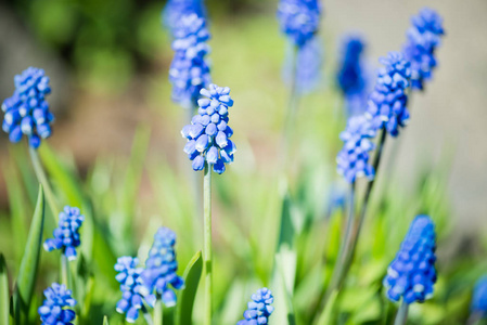 弥散春 muscari 花或葡萄风信子