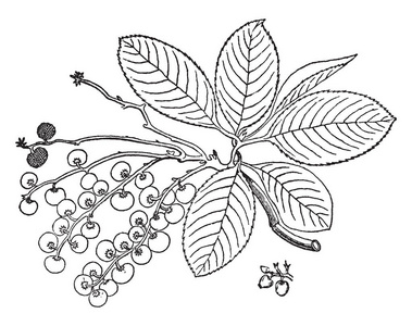 大花红月季花这是杨梅花旗的果实和植物.它的公用名是马德罗纳.