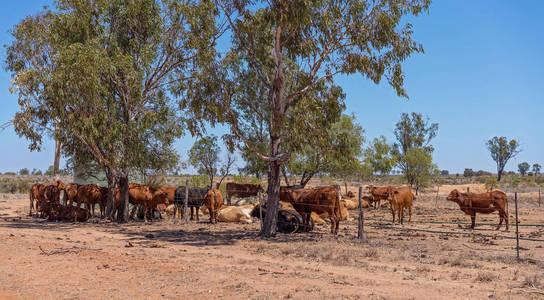 干旱时期澳大利亚内陆地区的牛在阴凉处休息