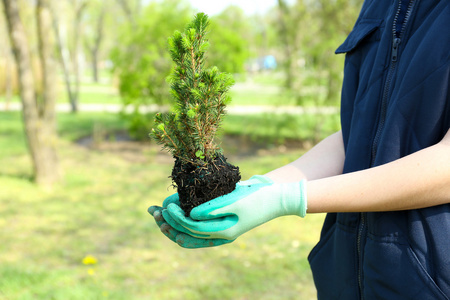 植树完成后图片图片