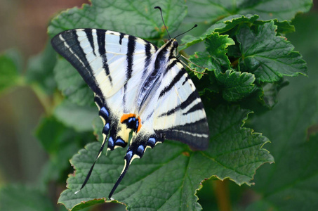 稀有的凤蝶 Iphiclides podalirius 罕见的欧洲蝴蝶坐在盛开的树莓灌木上