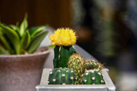 收集仙人掌和肉质植物在锅里。盆栽仙人掌房子植物